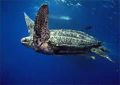 sea%20turtle%201.jpg