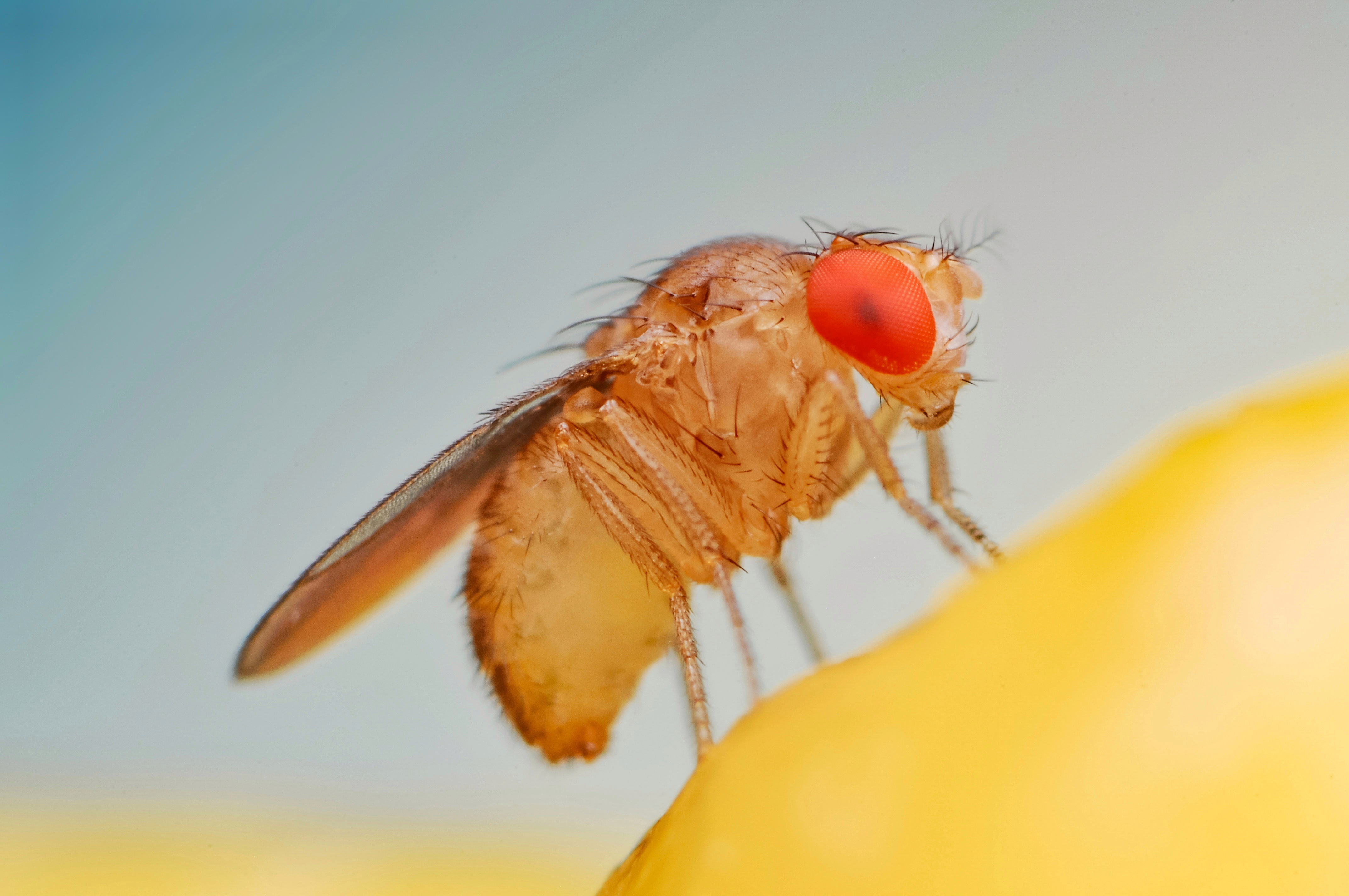 These Fruit Flies Aged Faster After Seeing Death