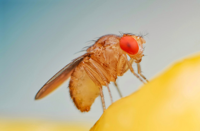 Fruit fly close-up