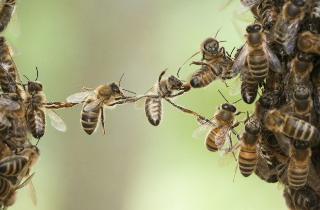 Bees group intelligence