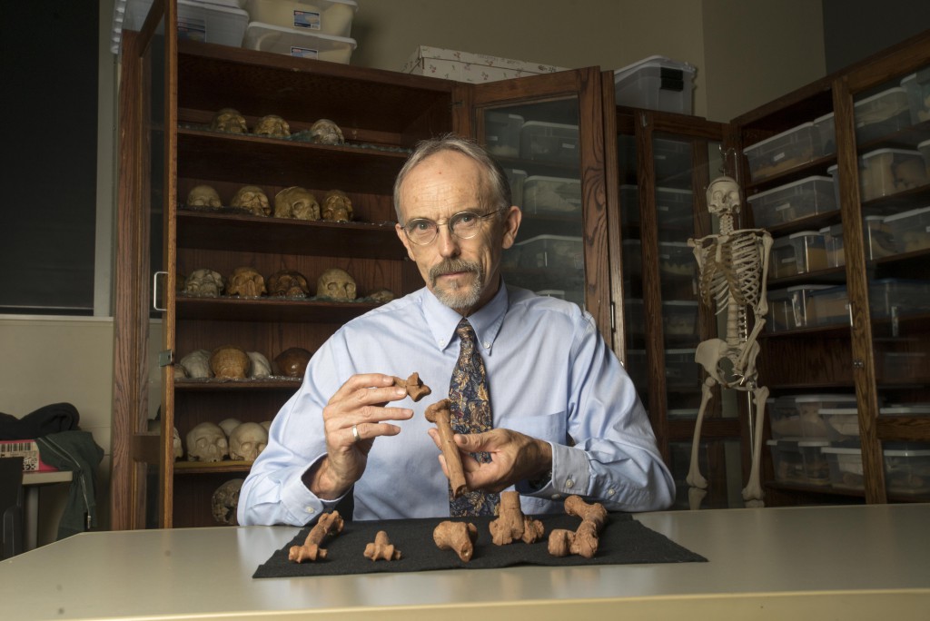 UT Austin professor John Kappelman with 3D printouts of Lucy’s skeleton illustrating the compressive fractures in her right humerus that she suffered at the time of her death 3.18 million years ago. (Photo by Marsha Miller/UT Austin)