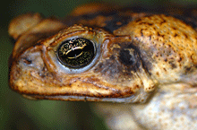 The Humane Way to Kill Invasive Cane Toads: Skull Smashing?