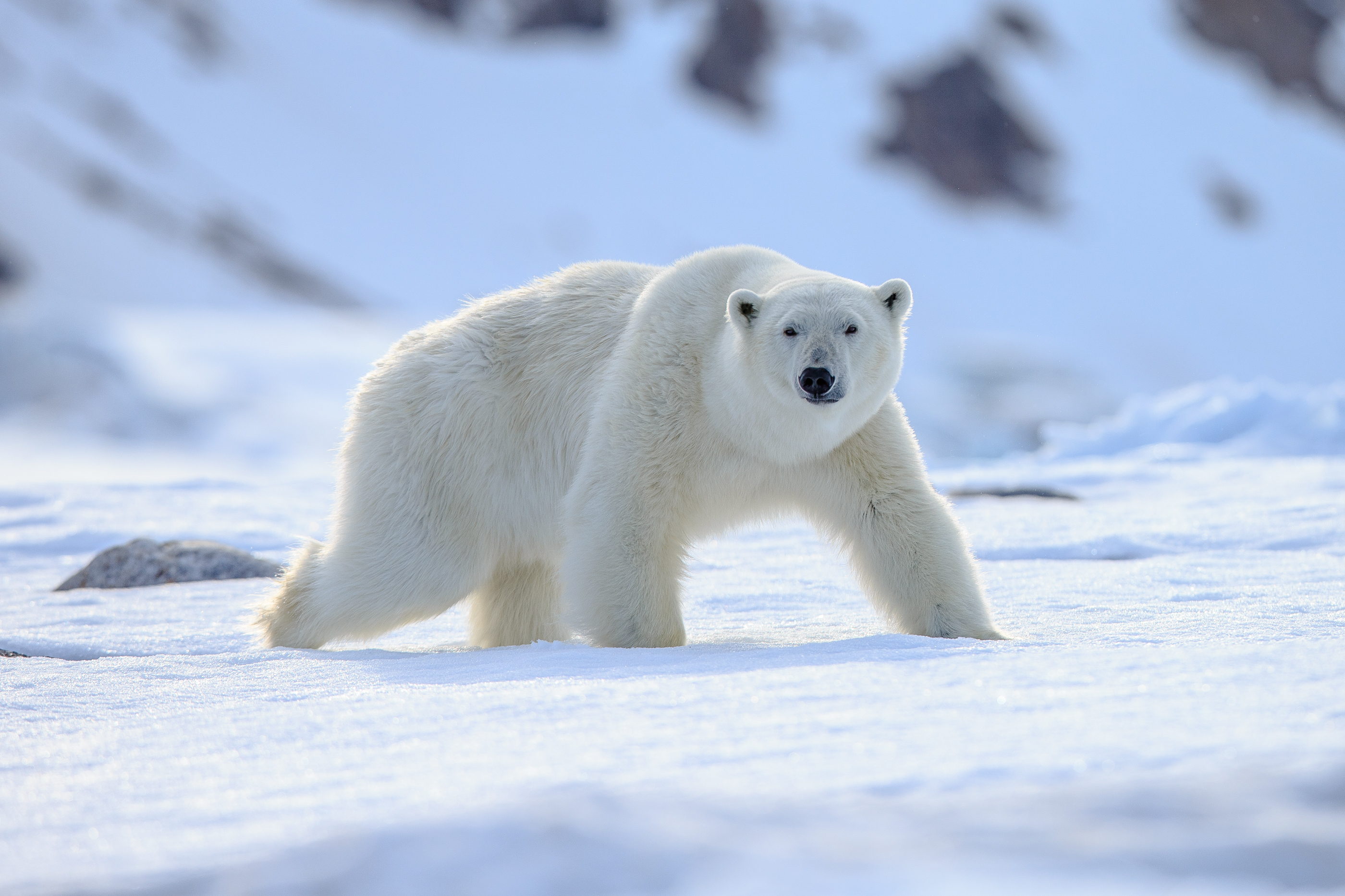 5 of the Fiercest Animals in the Tundra | Discover Magazine