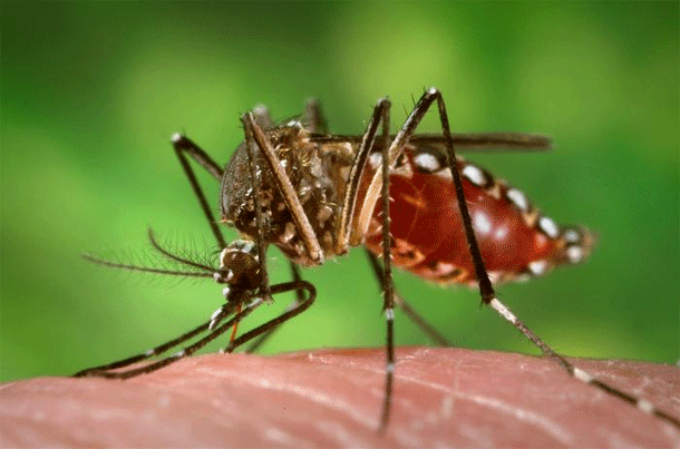Aedes.gif