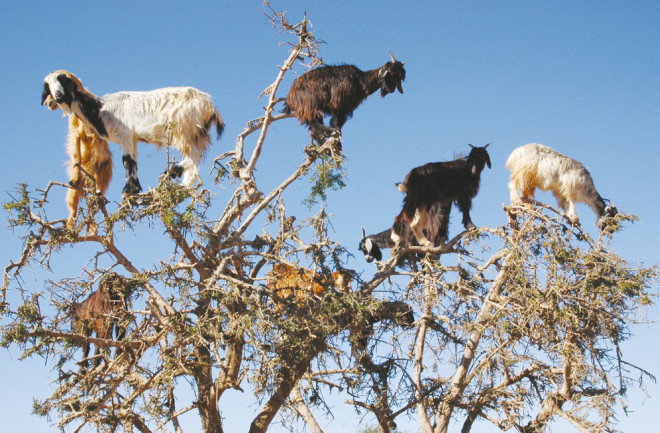 tree-climbing-goats