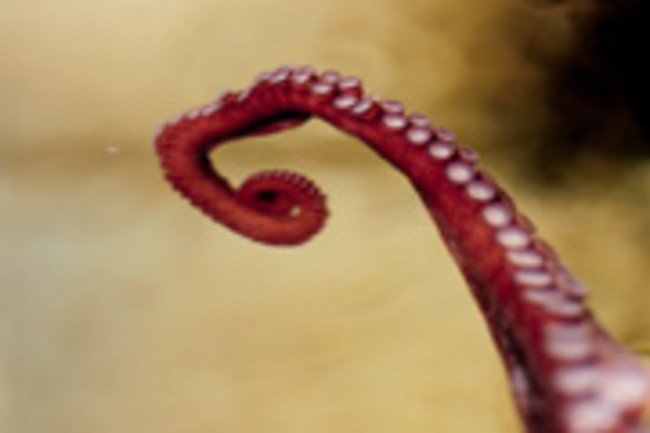 octopus arm