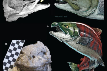 Ancient Salmon Resembles Aquatic Warthog, Not Saber-Toothed Fish