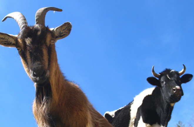 goats-cows-1024x597
