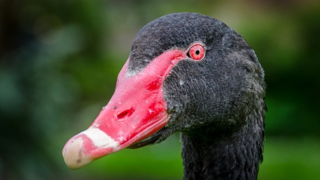 Centuries Ago, New Zealand's Giant Black Swans Were Repealed and Replaced | Magazine