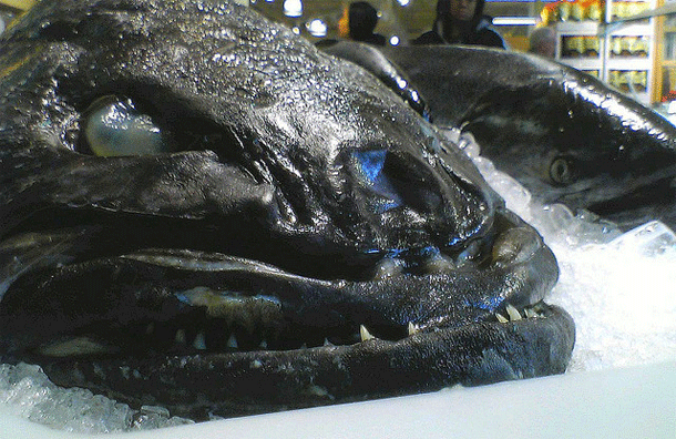 antarctic toothfish