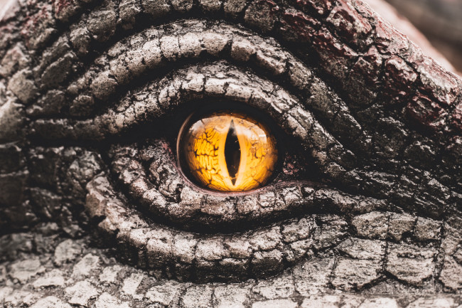 Closeup of a yellow dinosaur eye