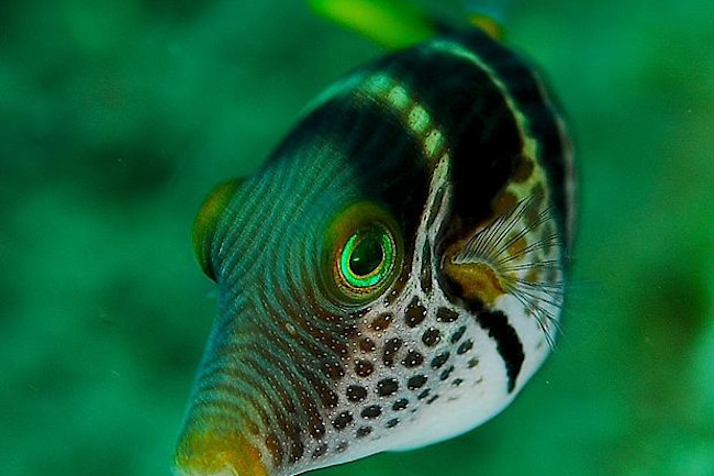 620px-Canthigaster_valentini_1_zps2a99f979.jpg