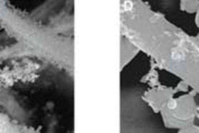 Fungiuraniumcrystals.jpg