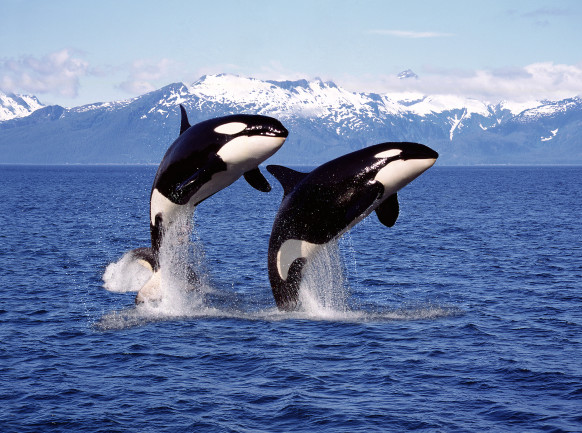 Orca killer whales jumping