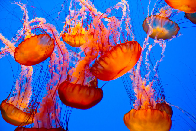 Jellyfish School - Shutterstock