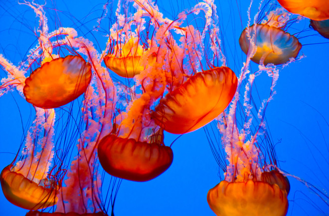 Jellyfish School - Shutterstock