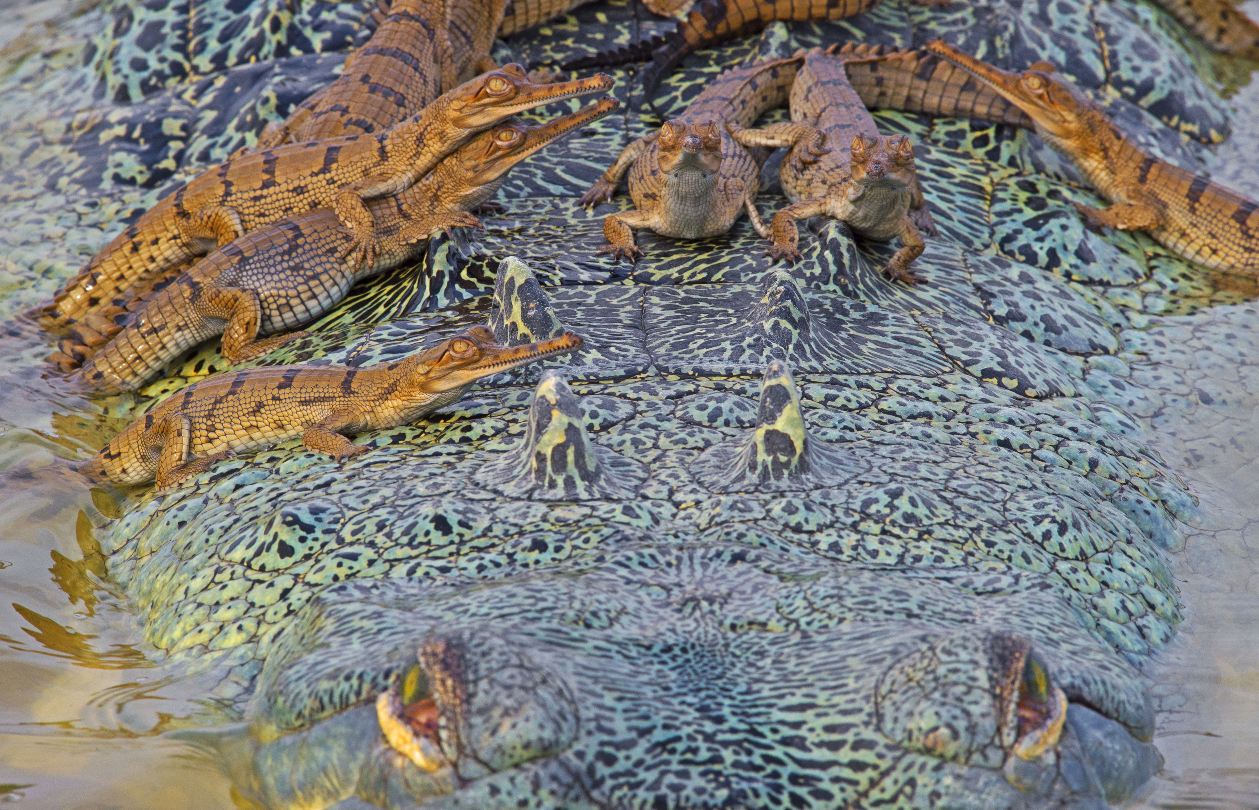 The back of an adult male — likely these hatchlings’ father — provides both protection and a convenient place to bask in the sun. (Credit: Dhritiman Mukherjee)