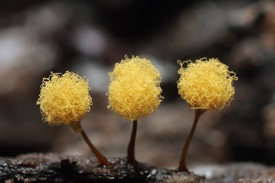 slime-mold-5.jpg