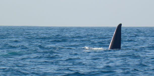 BlueWhale_Tail3.jpg