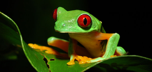 Redeyed_treefrog.jpg