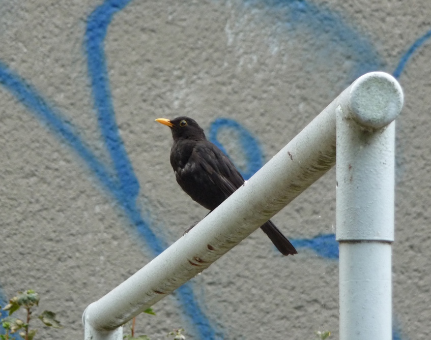turdus-merula.jpg