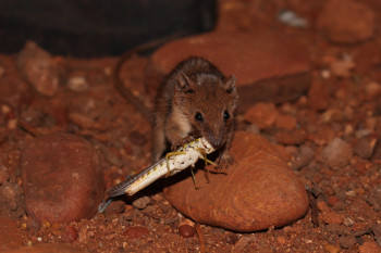 The World's Smallest Marsupial Is A Bloodthirsty Carnivore