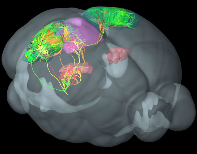 mouse-brain-3--1024x801.jpg