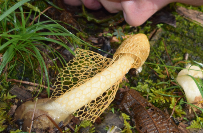 Dictyophora Hawaii - Wilcox