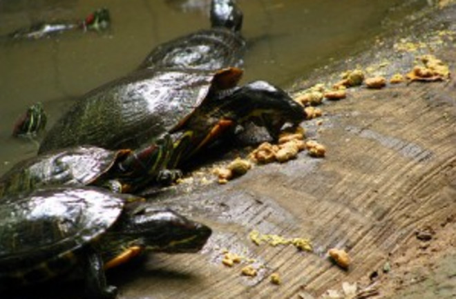 turtles-300x225.jpg