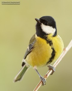 GreatTit-239x300.jpg