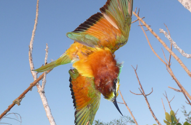 Cyprus-Bee-eater-on-limesti.jpg