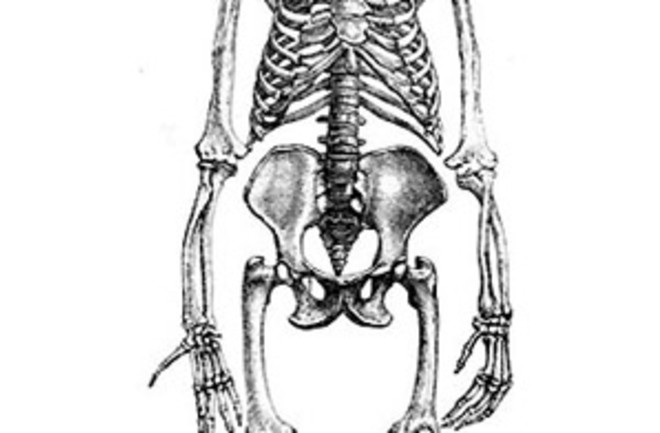 australopithecus.jpg