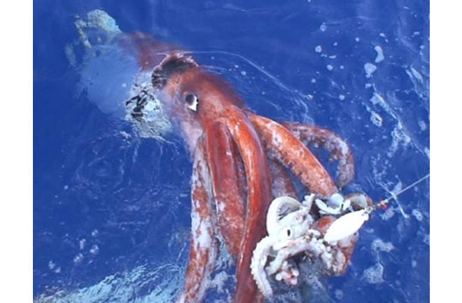 Giant squid, what big eyes you have. All the better to spot sperm whales  with, my dear. | Discover Magazine