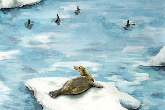 Sea Lion