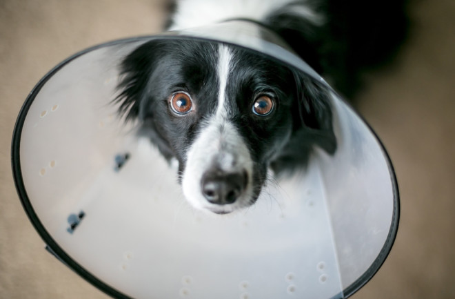 border collie wearing cone of shame