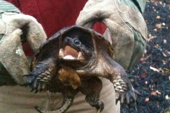teen-snapper.jpg