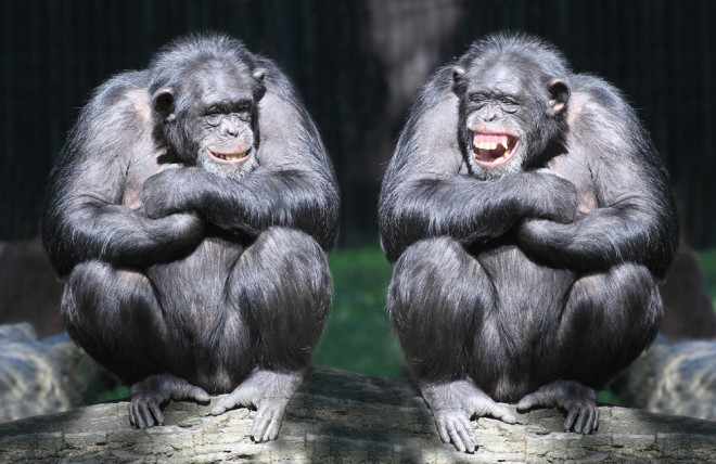 chimps-smiling.jpg