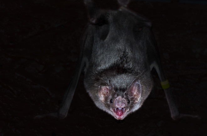 Vampire bat, Desmodus rotundus - Shutterstock