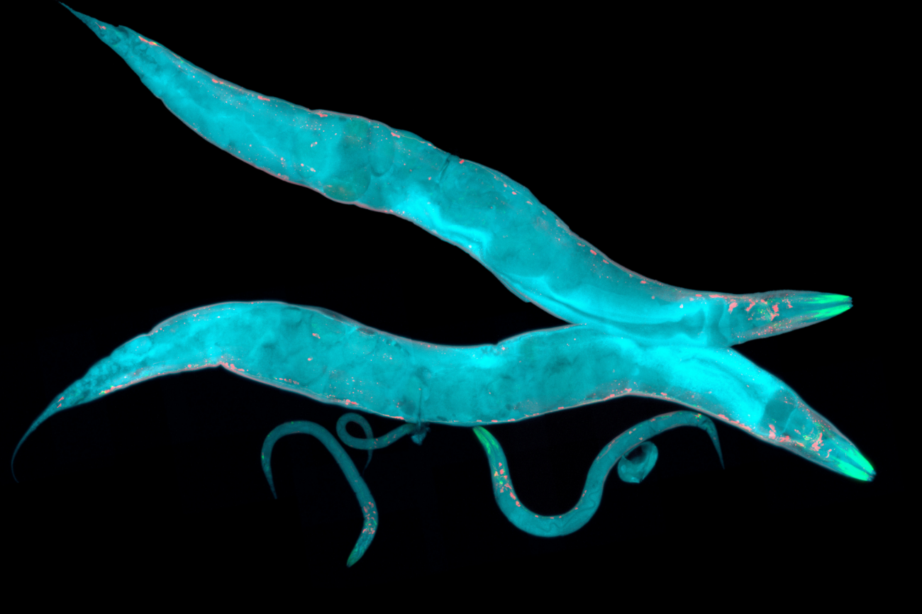 Real-Time Evolution: Descendents of Stressed-Out Roundworms Mate More thumbnail