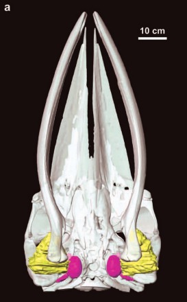 whale-ear-fats2.jpg