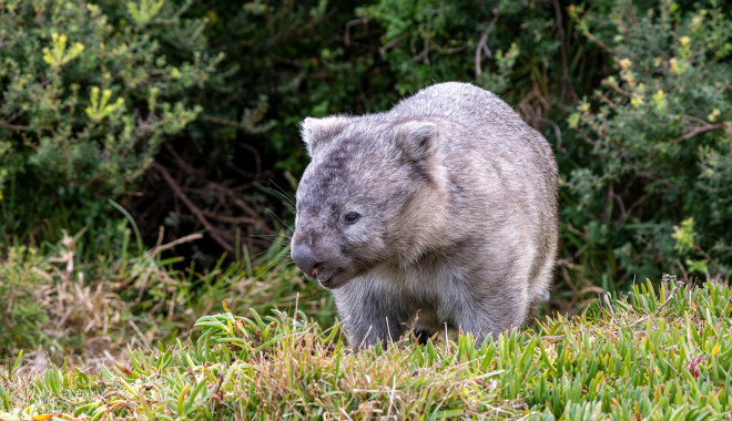 wombats-500x288