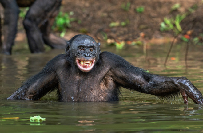 Bonobo - Shutterstock
