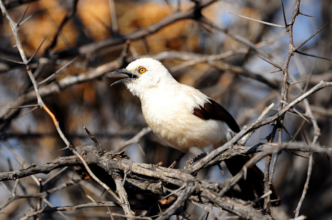 pied-babbler1.jpg