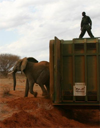 Elephantcrate.jpg