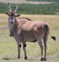 Eland.jpg
