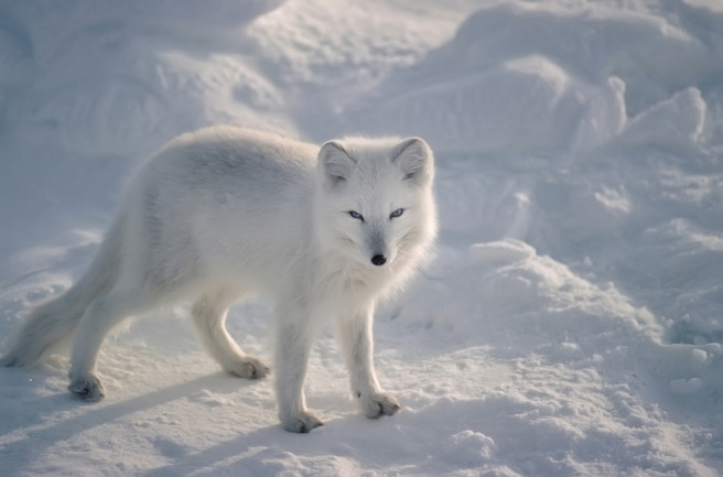 Arctic Fox and Other Polar Predators May Have Originated In the Himalayas