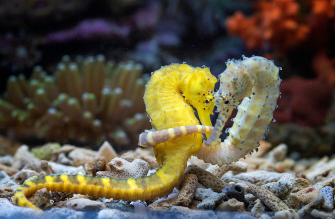 How to Introduce Yoursel f to a Seahorse Mate for Life