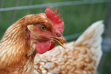chicken.png