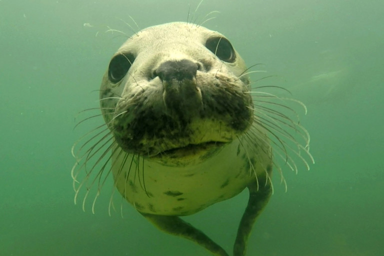 Seals Caught On Film Clapping In the Wild For the First Time Ever