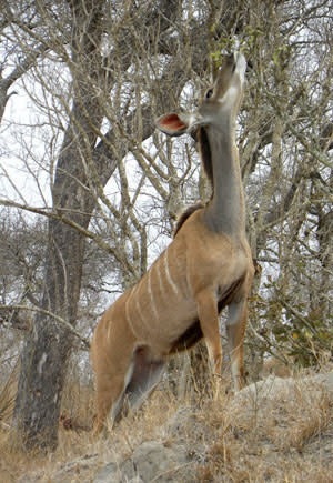 Kudu_female.jpg